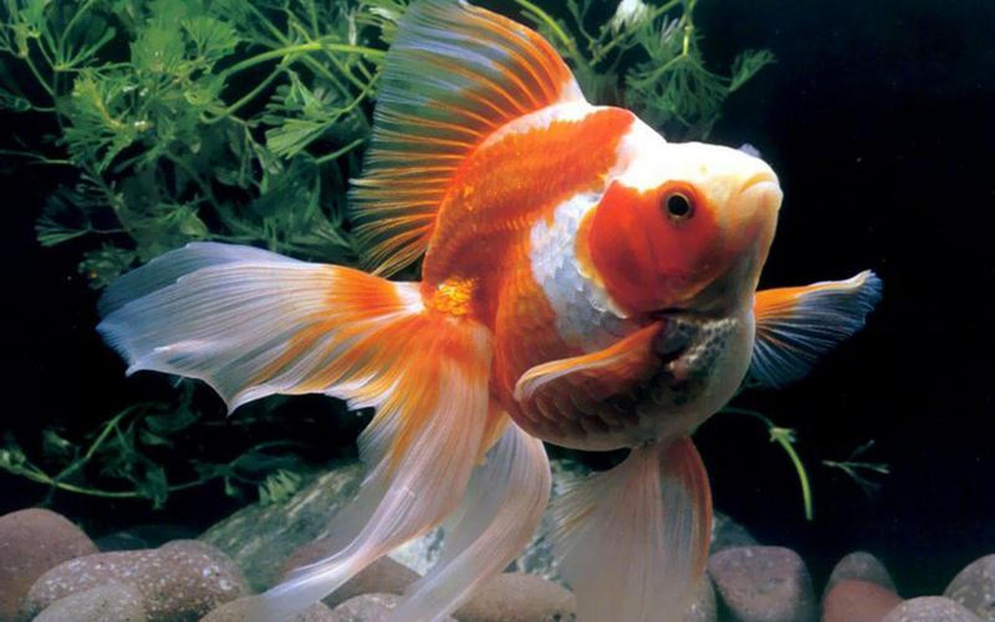 鎏金金鱼,体型短而圆,眼球正常,头尖,各鳍发达,四开大尾#观赏鱼