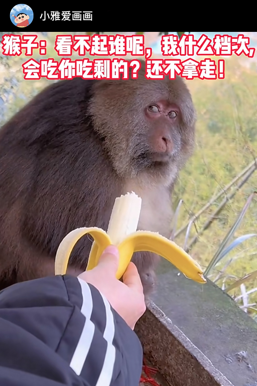 男子拿吃了一半的香蕉来喂猴子,猴子的表情亮了,仿佛在说:你看不起谁