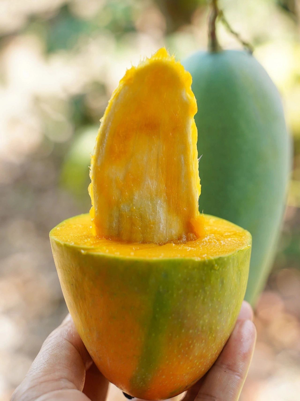 百色金煌芒03,芒果界的巨无霸6015||芒果控不可错过的金煌芒,产