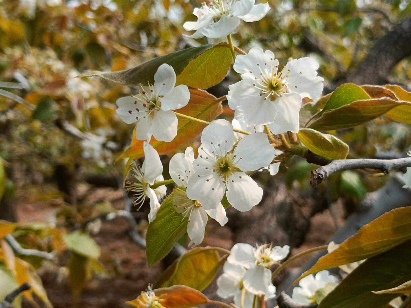 魏县大宋梨园欣赏梨花