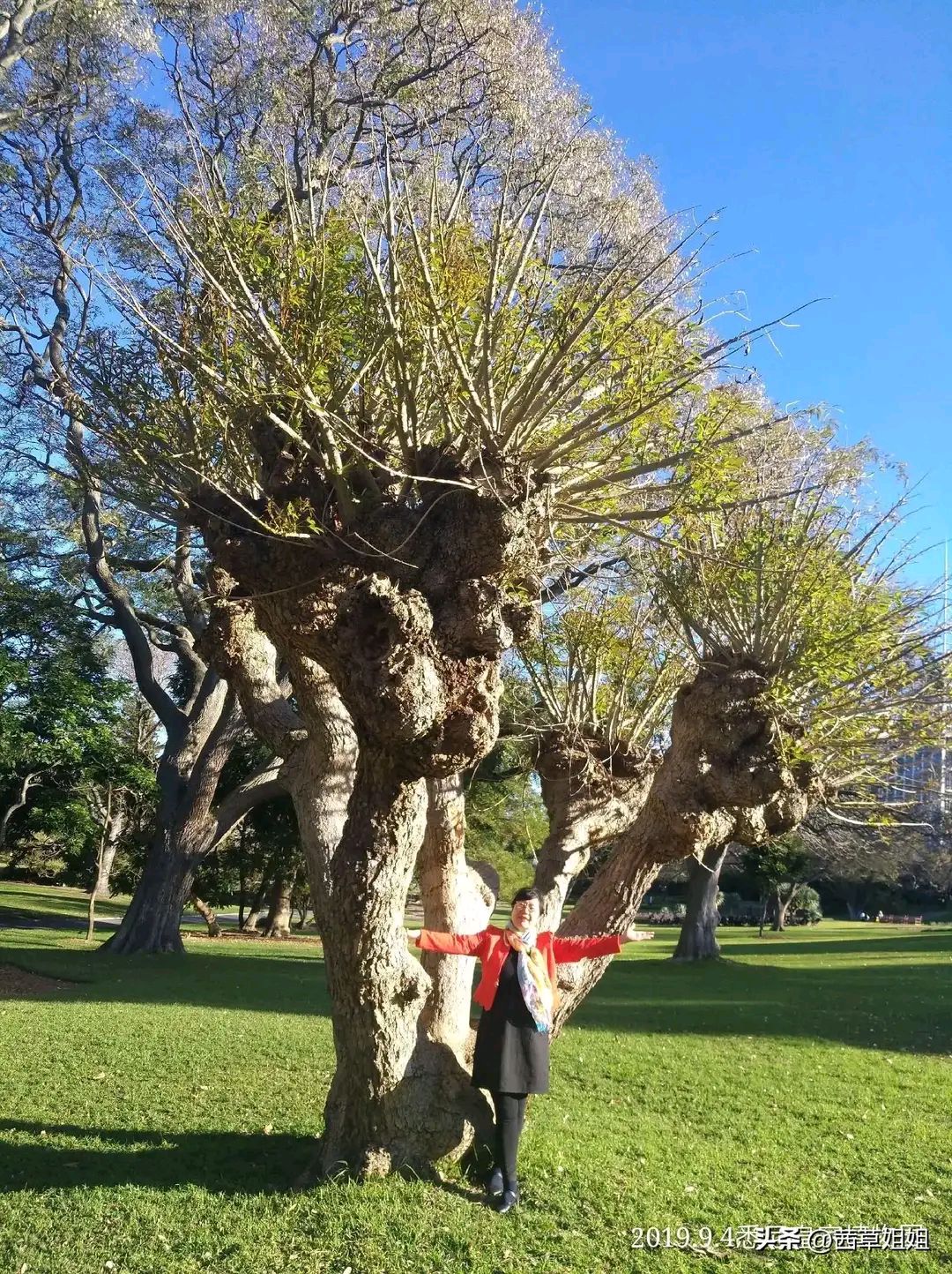 澳洲悉尼皇家植物園,鬧市中的一片綠洲,是一個去了又想去的地方