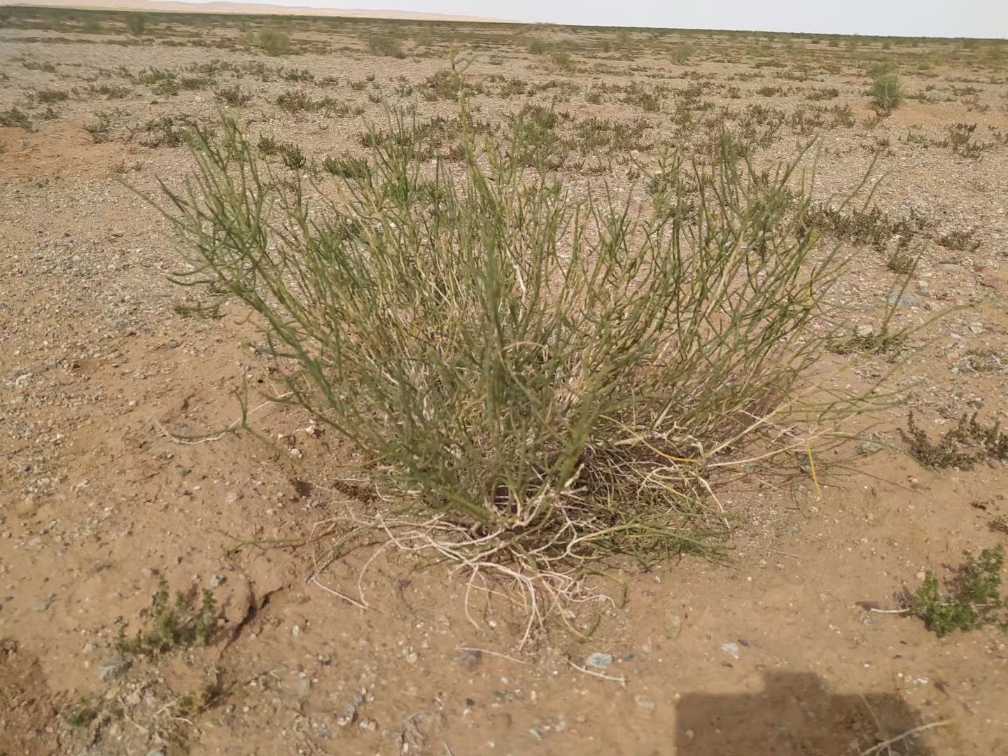 蚂蚁森林的种梭梭树,你参与了吗?