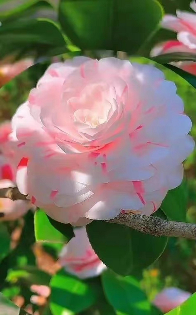 茶花花期在春天与春末夏初,这时节咋还有双色茶花开?奇花呀.