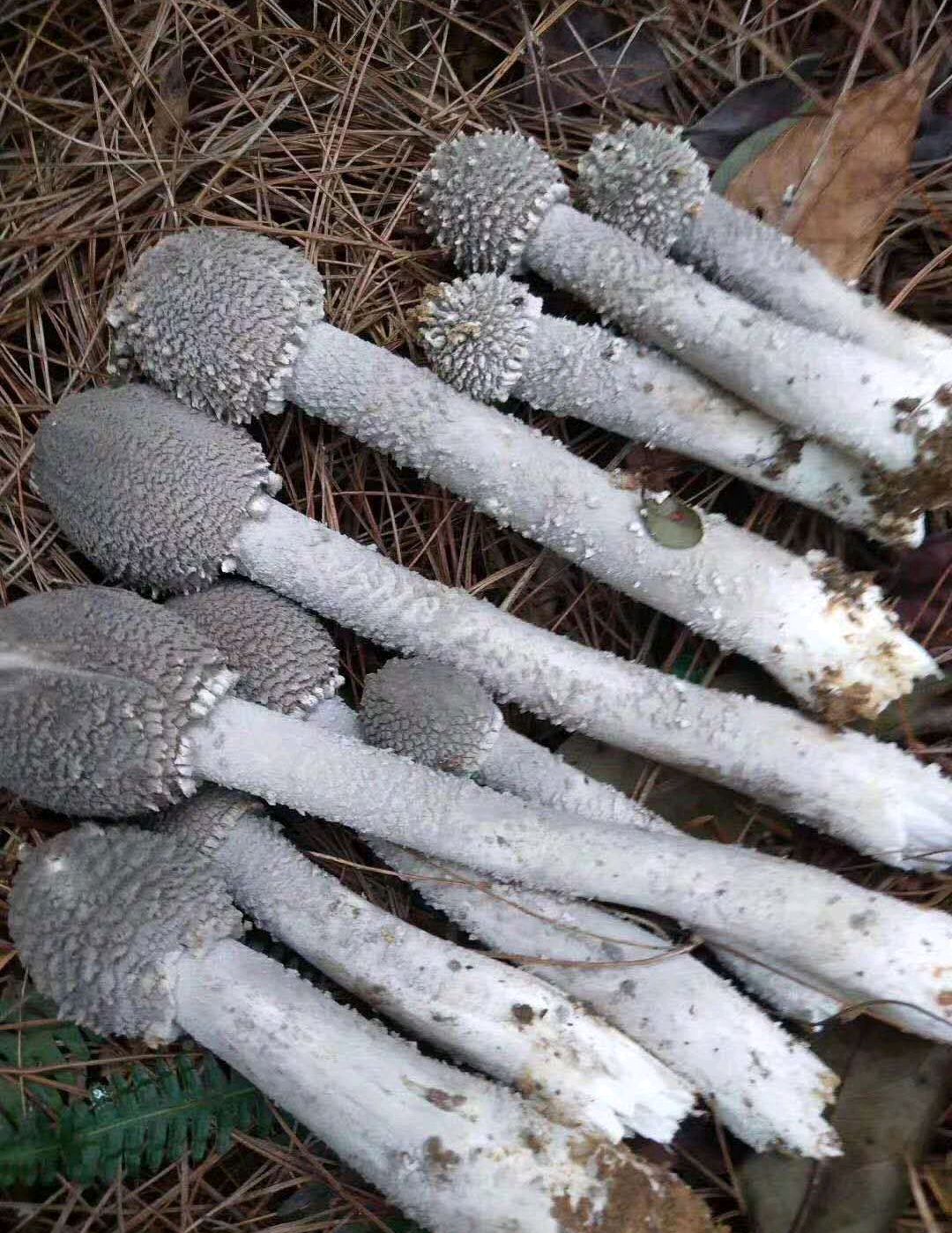 蘑菇- 优质问答专区