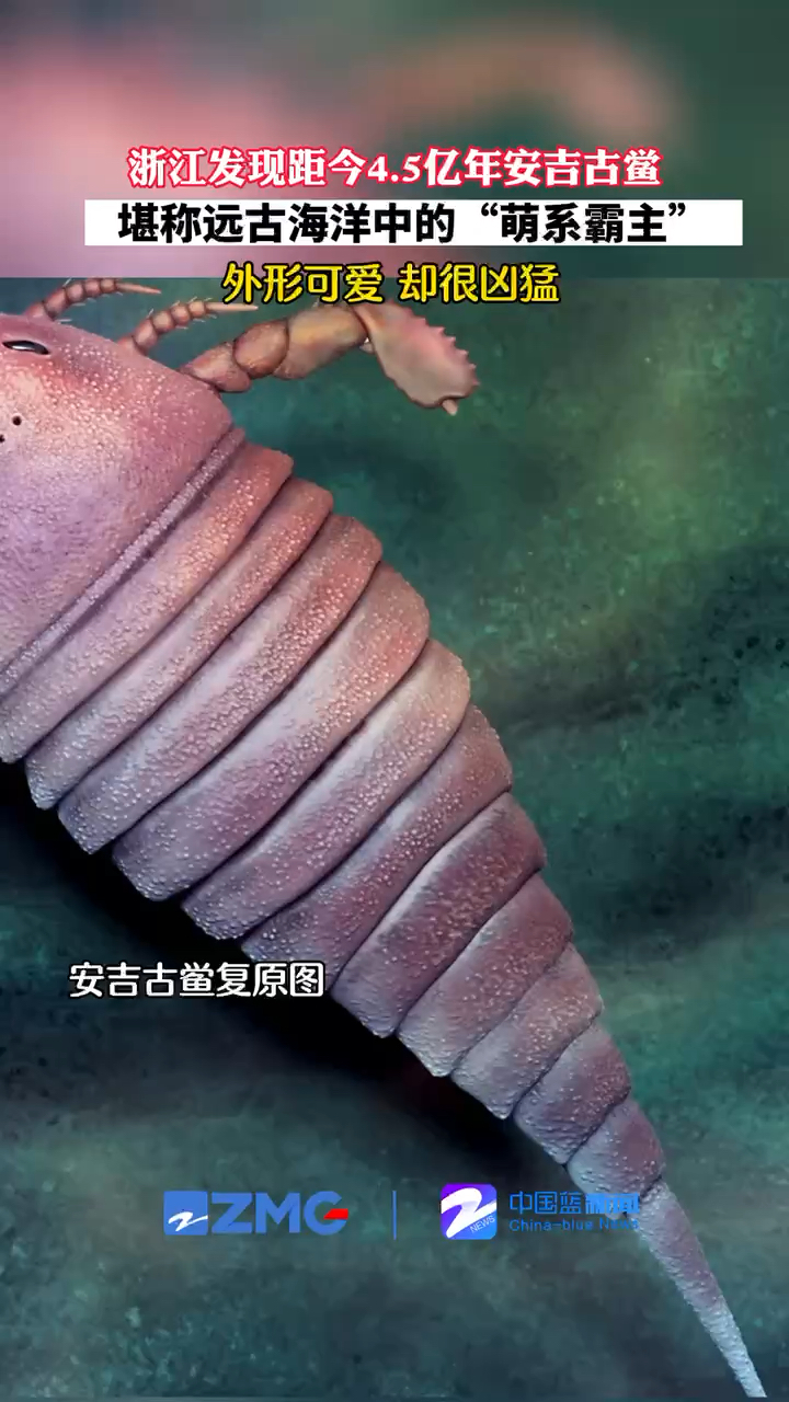 5亿年安吉古鲎!堪称远古海洋中的"萌系霸主"