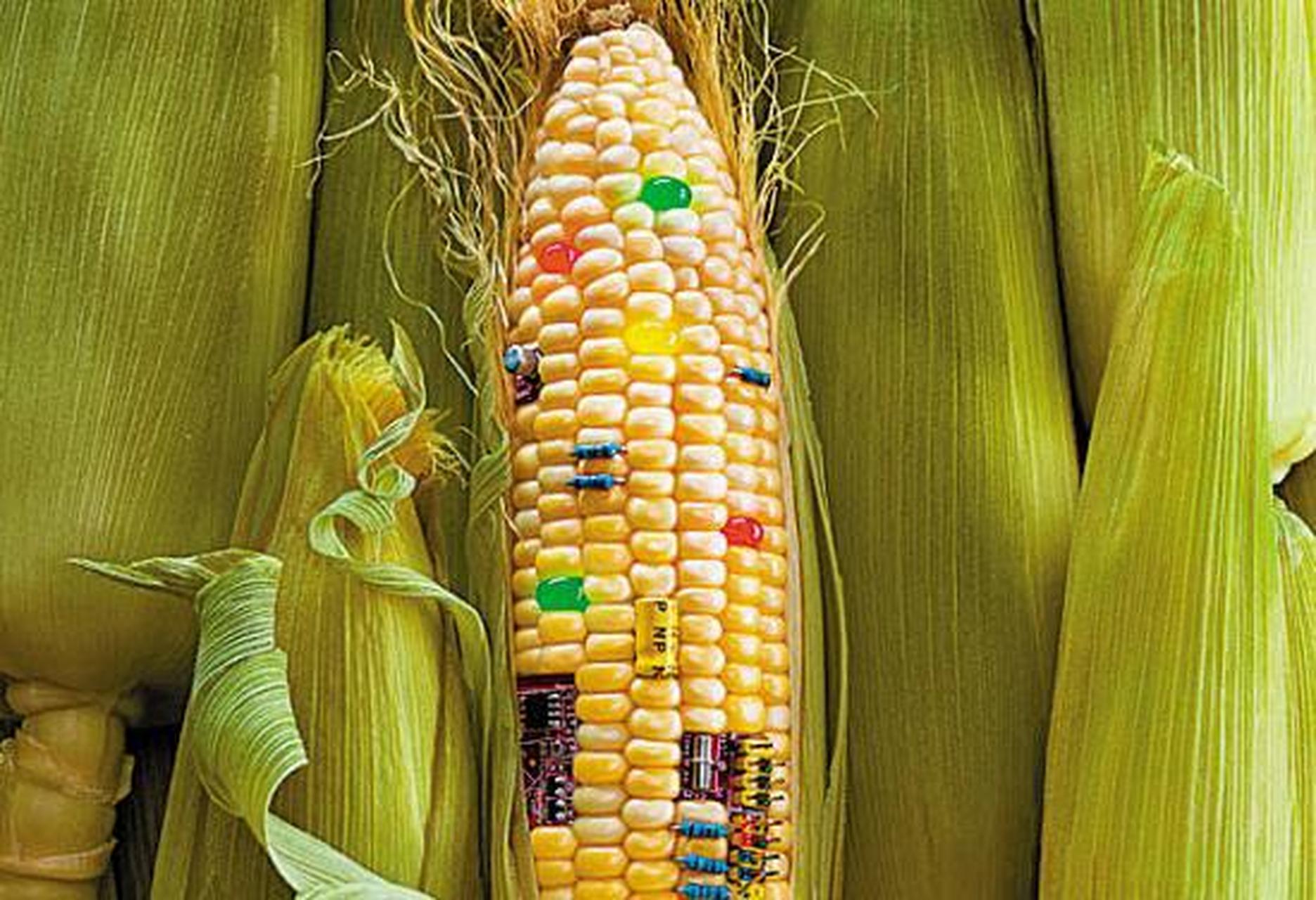 转基因作物的目的主要有三个: 一个是防虫,一个是抗除草剂,一个是增加