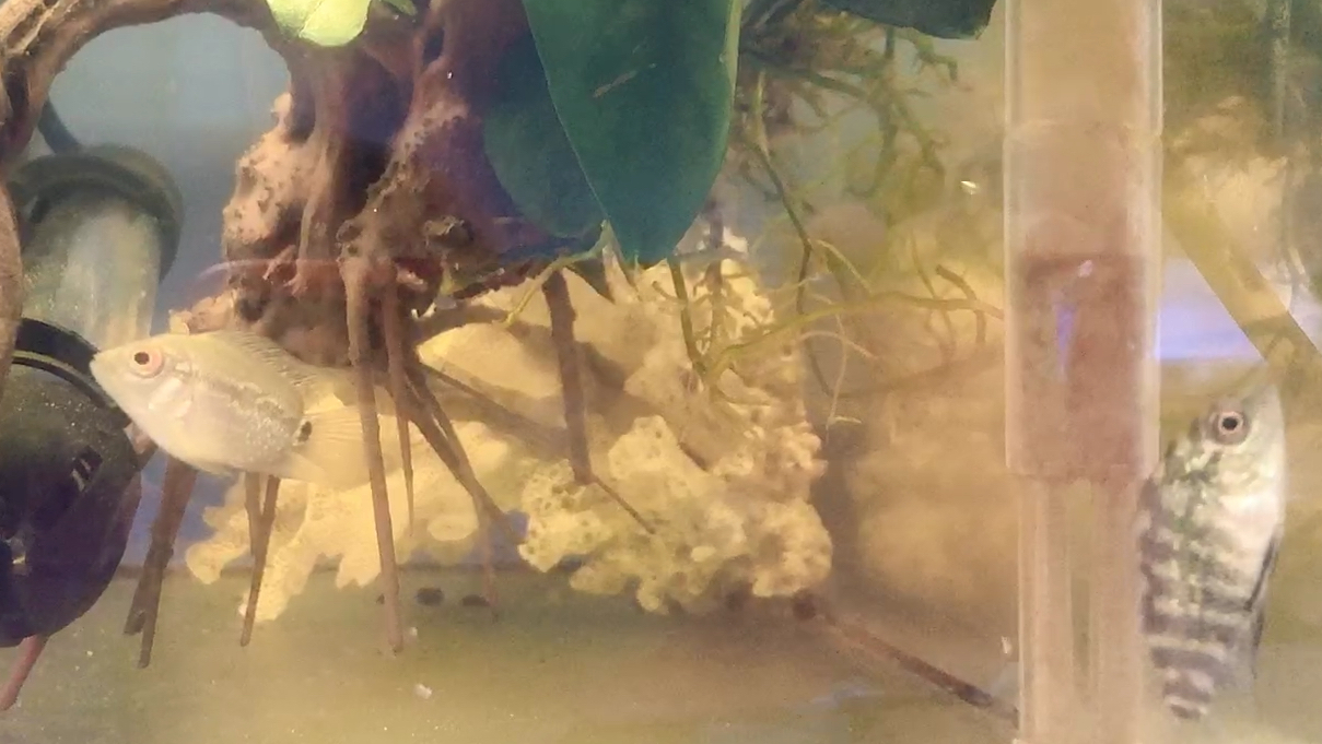 罗汉鱼真的漂亮,就是成品鱼太贵了,买了三条小苗看看能不能养大