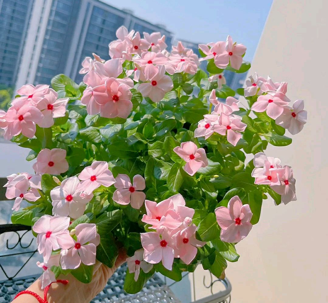 4种"流氓花",给点阳光就泛滥,开花不停歇,特别漂亮