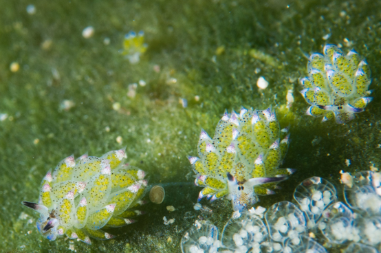 组图:长相酷似绵羊的奇特海洋生物——叶羊