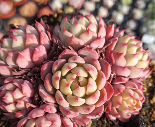 娜娜小勾多肉怎么养护