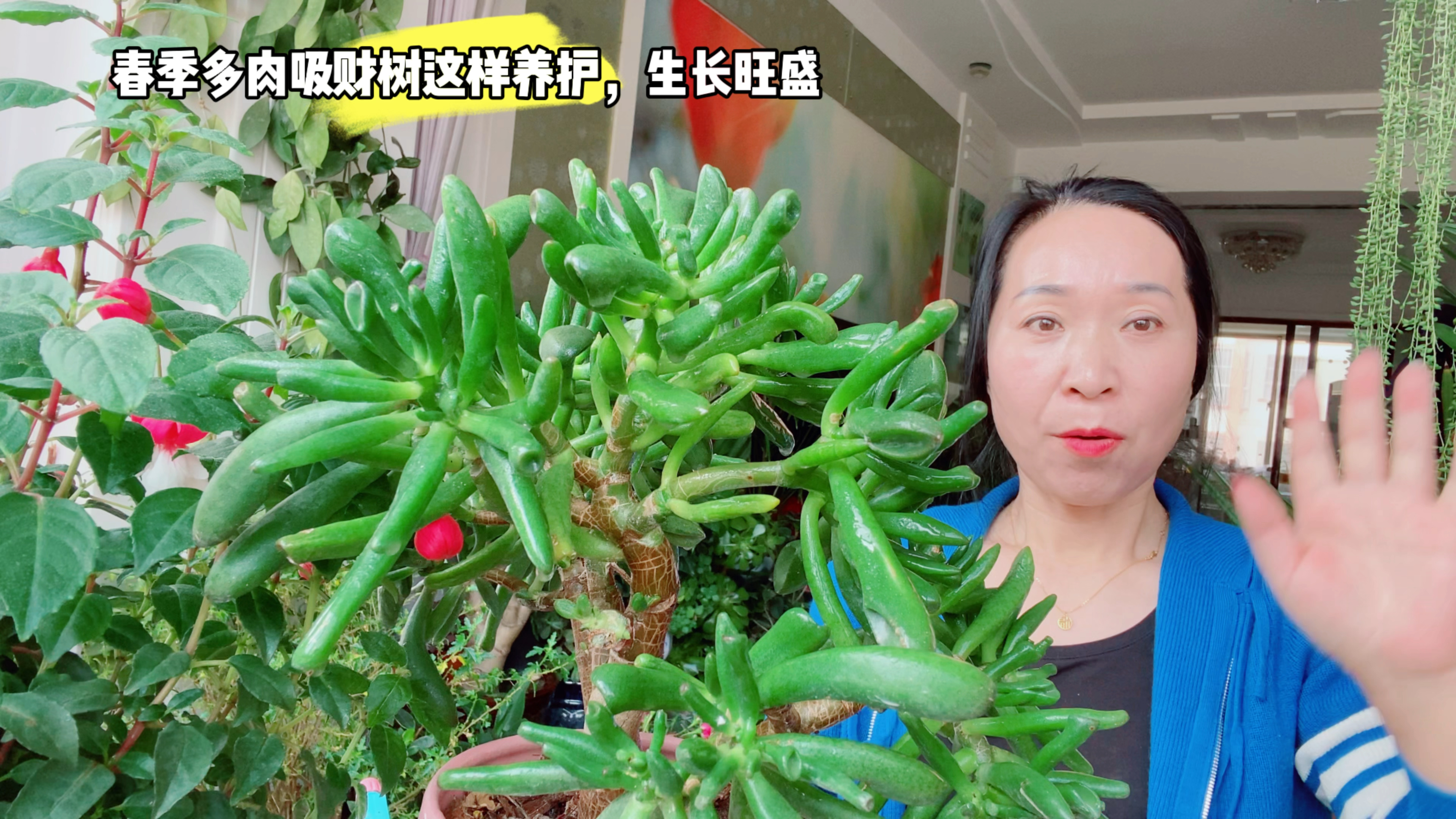 春季多肉吸财树这样养护,生长旺盛!