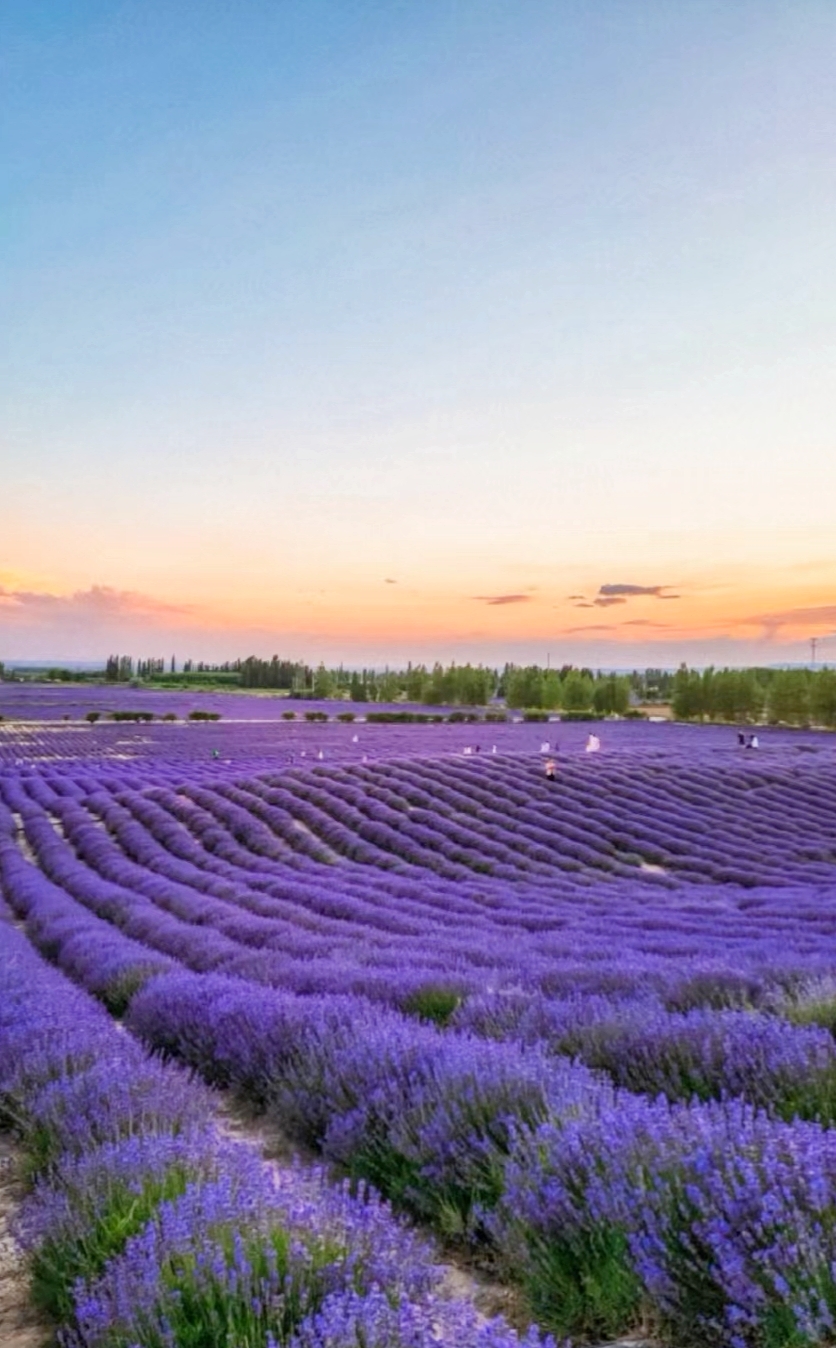 伊犁旅行攻略——赛里木湖~伊宁