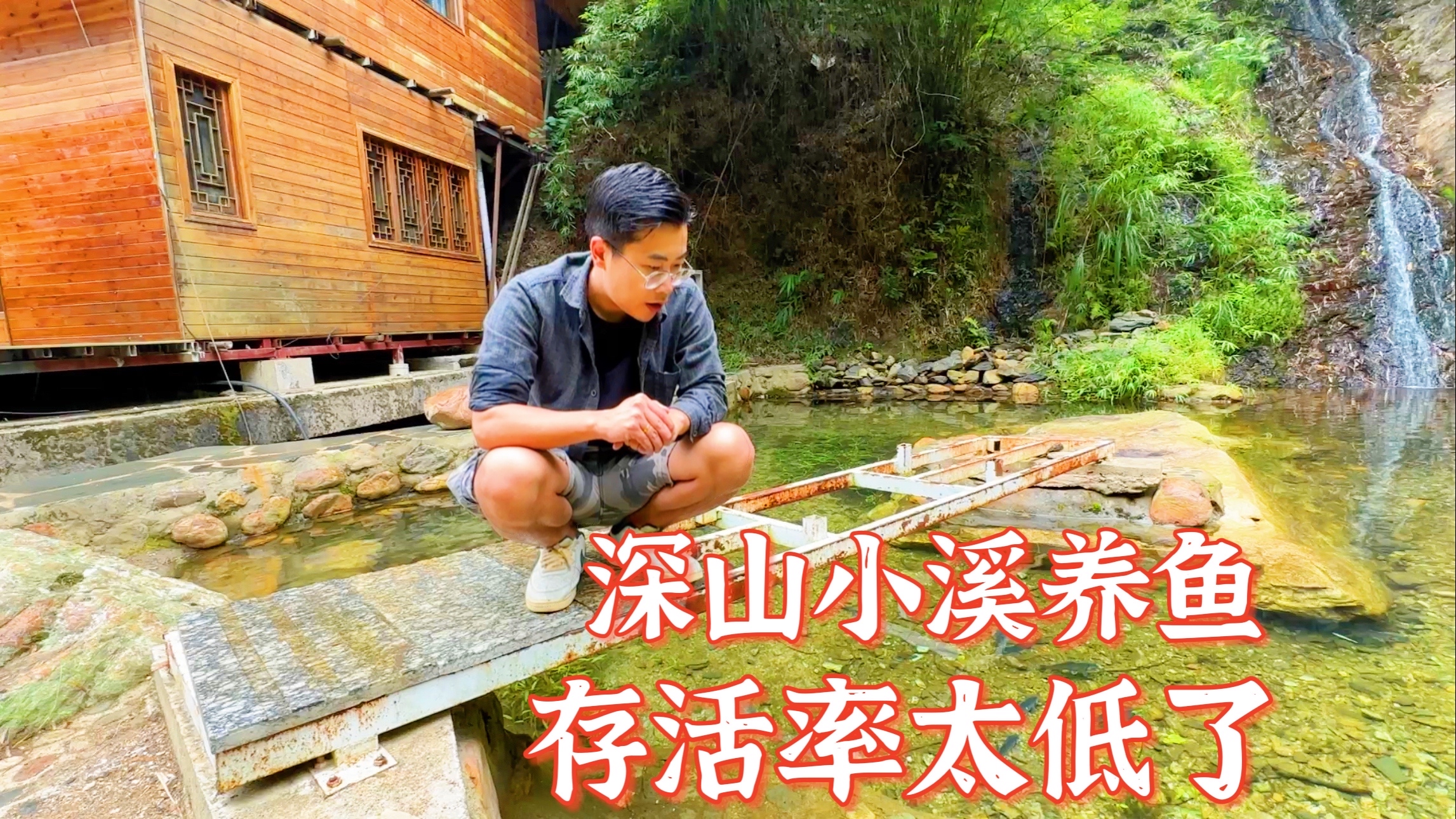 小伙深山溪流养鱼,小鱼存活率极低。刚放的鲫鱼也无精打采