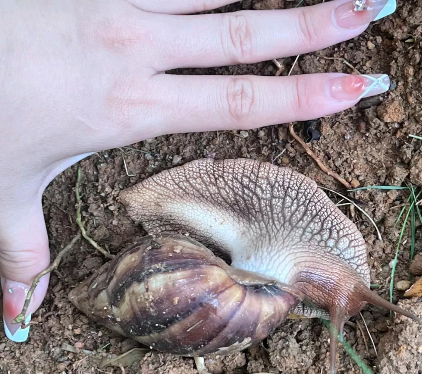 南方的蟑螂大,没想到蜗牛也这么大,路过的朋友给大蜗牛点个赞吧!