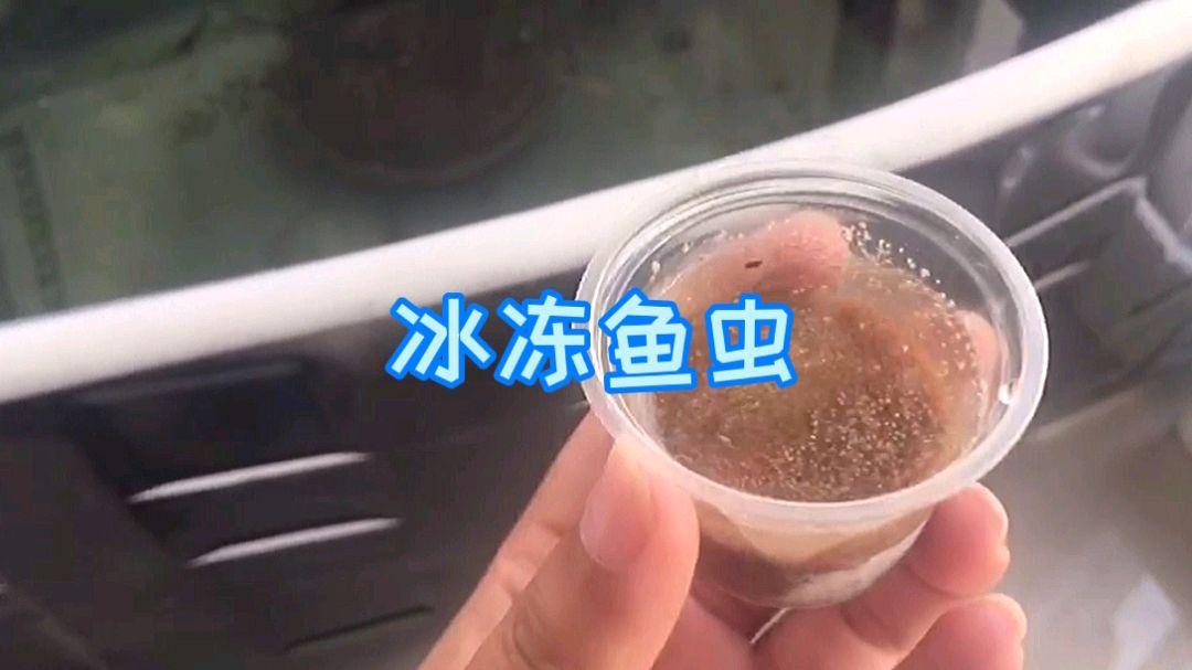 清除虾虎鱼又来了大河虾,感觉斗鱼苗就是受欺负的,喂鱼虫看效果