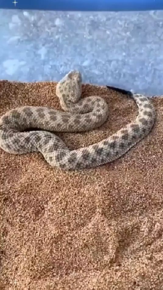 应该是响尾蛇,沙漠中的伏击高手!