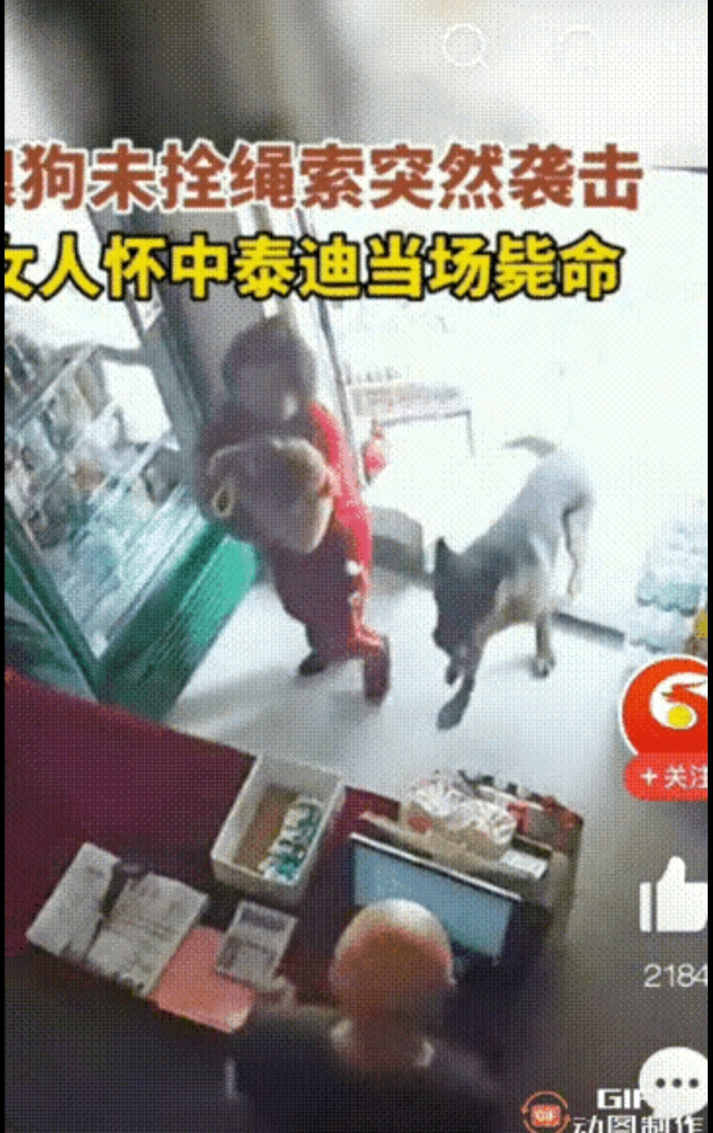 狼狗没拴绳,直接把泰迪当场咬死!