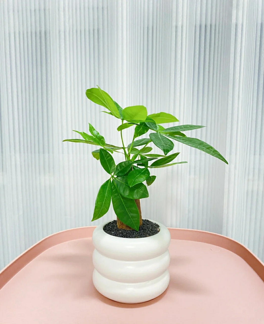 室内最适合养的绿植就是发财树  发财树既能做为小型盆栽摆放在书桌等