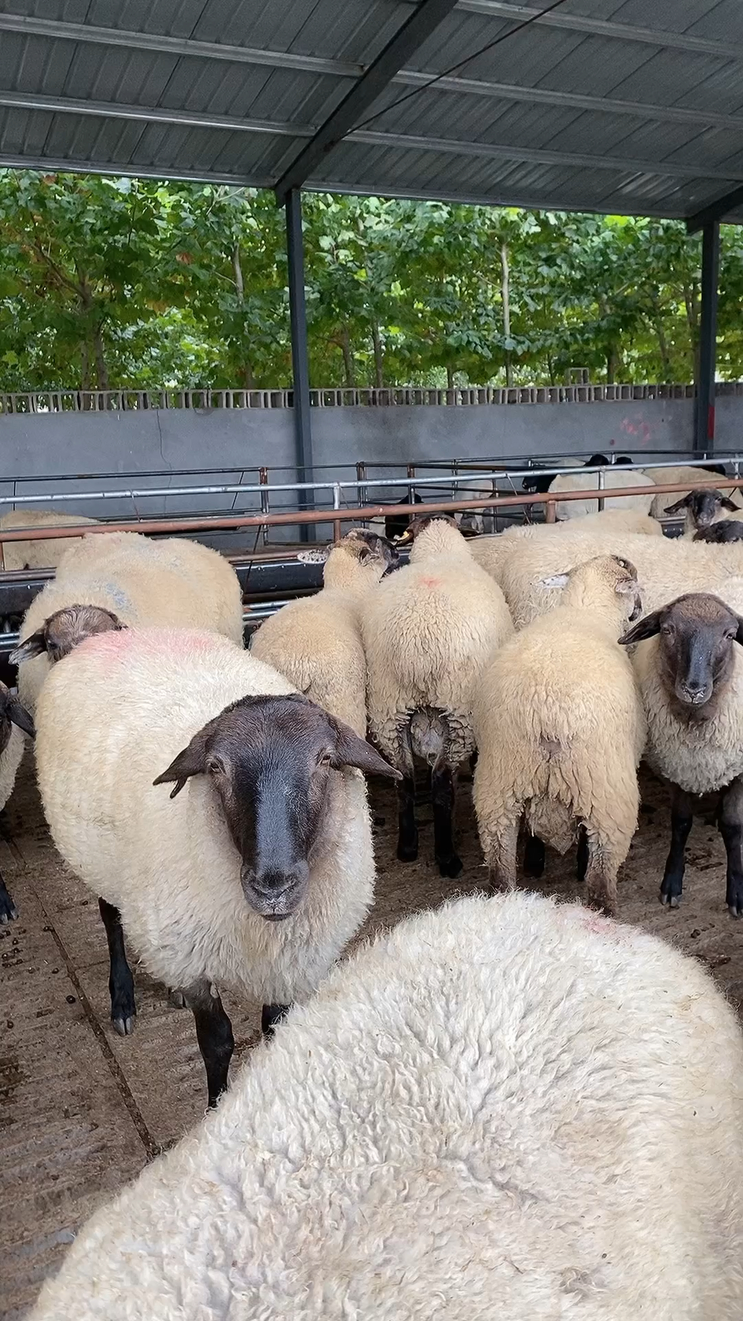 萨福克怀孕大母羊