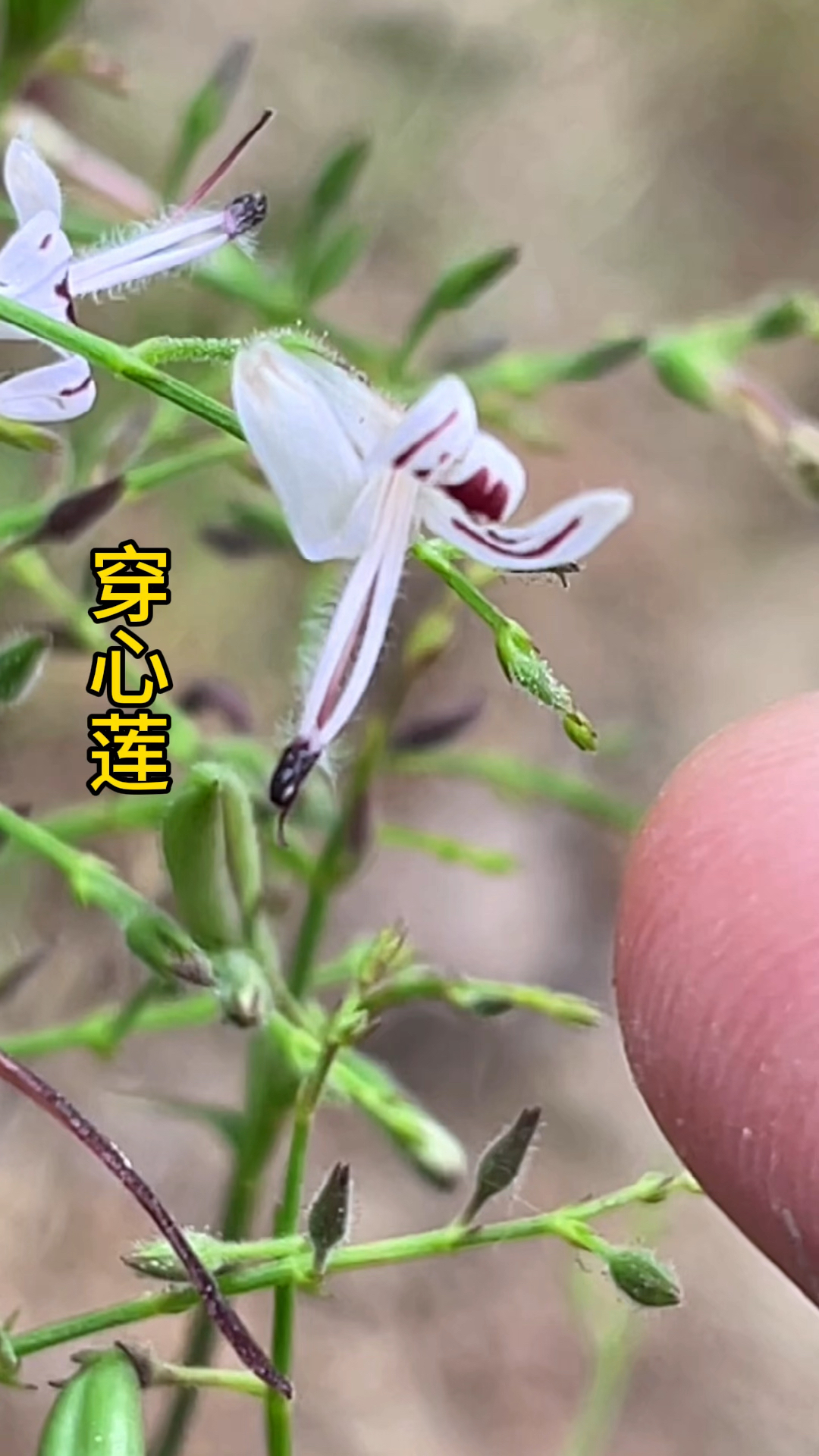 穿心莲也叫苦胆草,你认识这种草吗