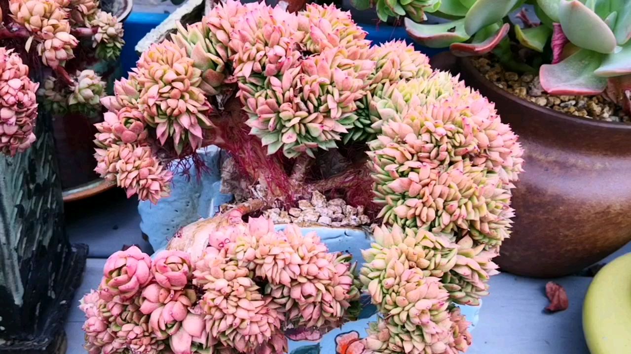 多肉盆景其实又精致又好看,你喜欢这样的东云缀化吗?