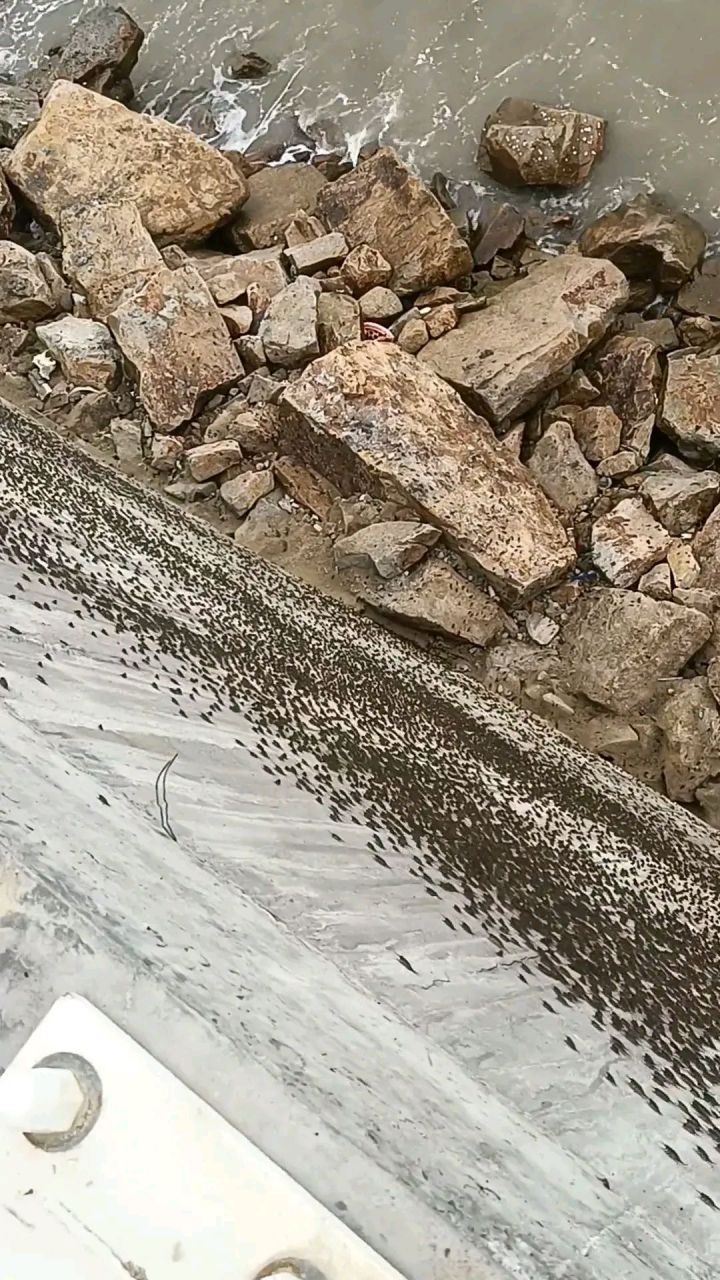 在海边发现大量的海蟑螂上岸,网友表示也是第一次见,谁知道这是什么