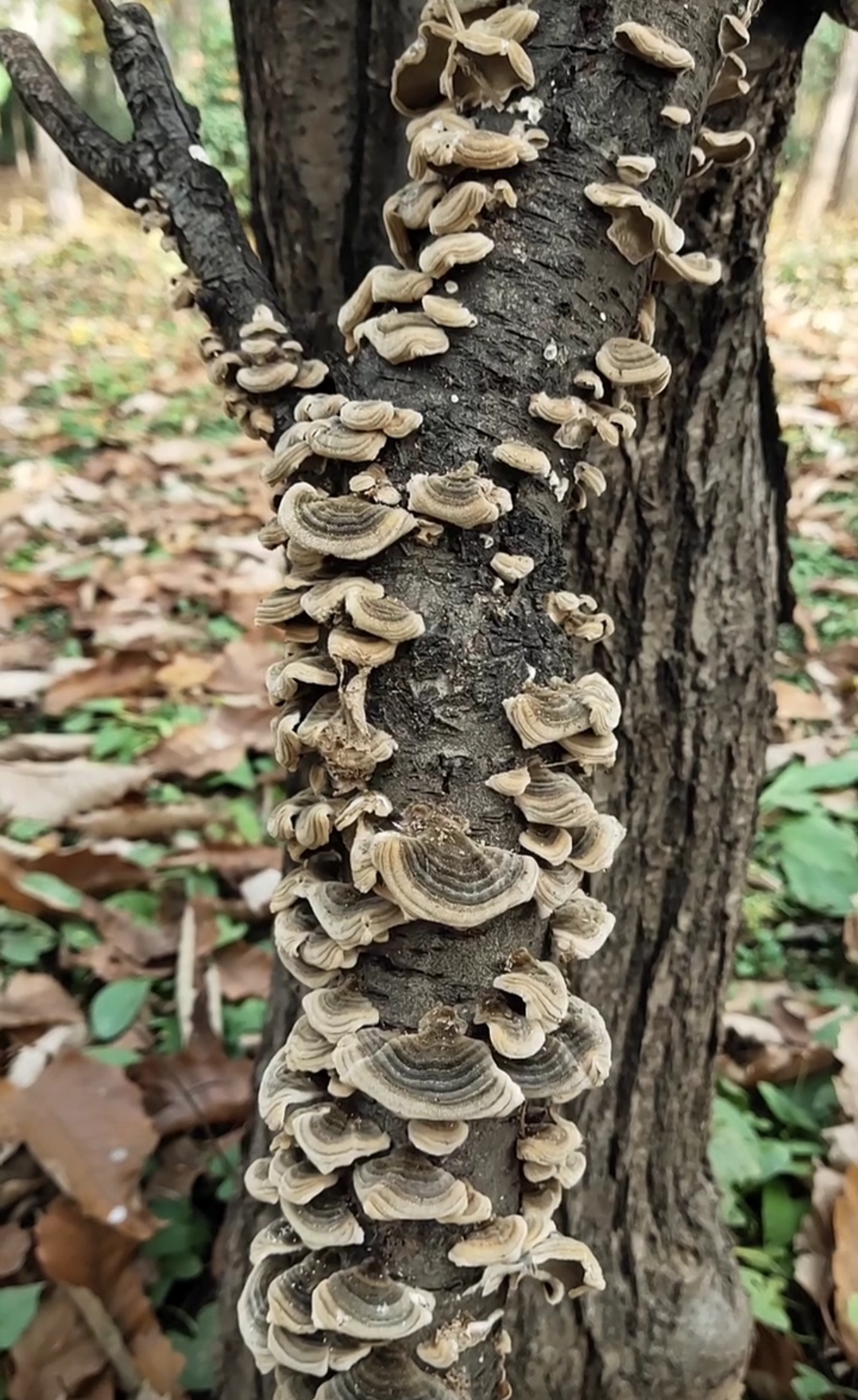 真没想到大树干上也长出了蘑菇还挺干净