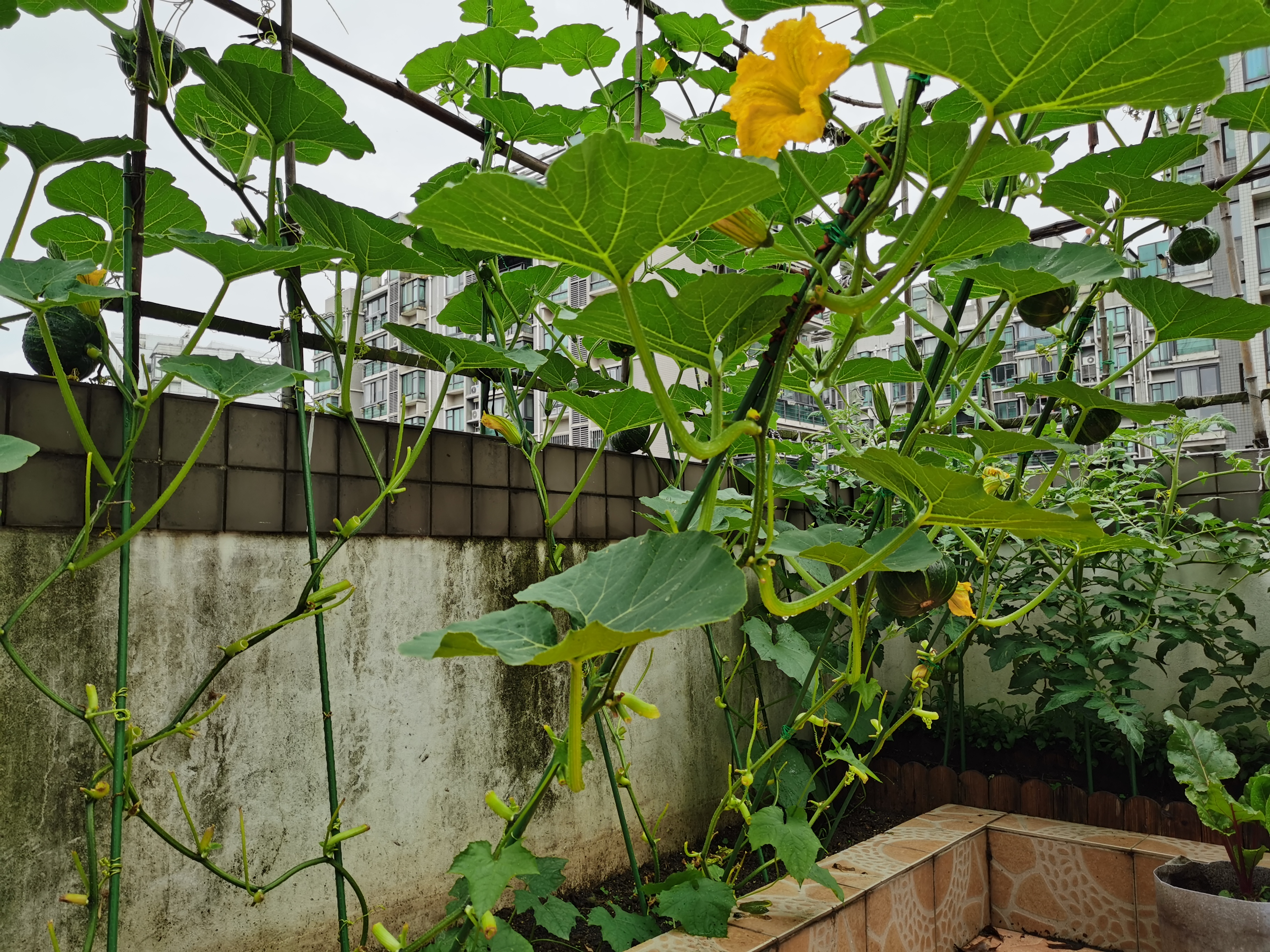 屋顶菜园设计实景图图片