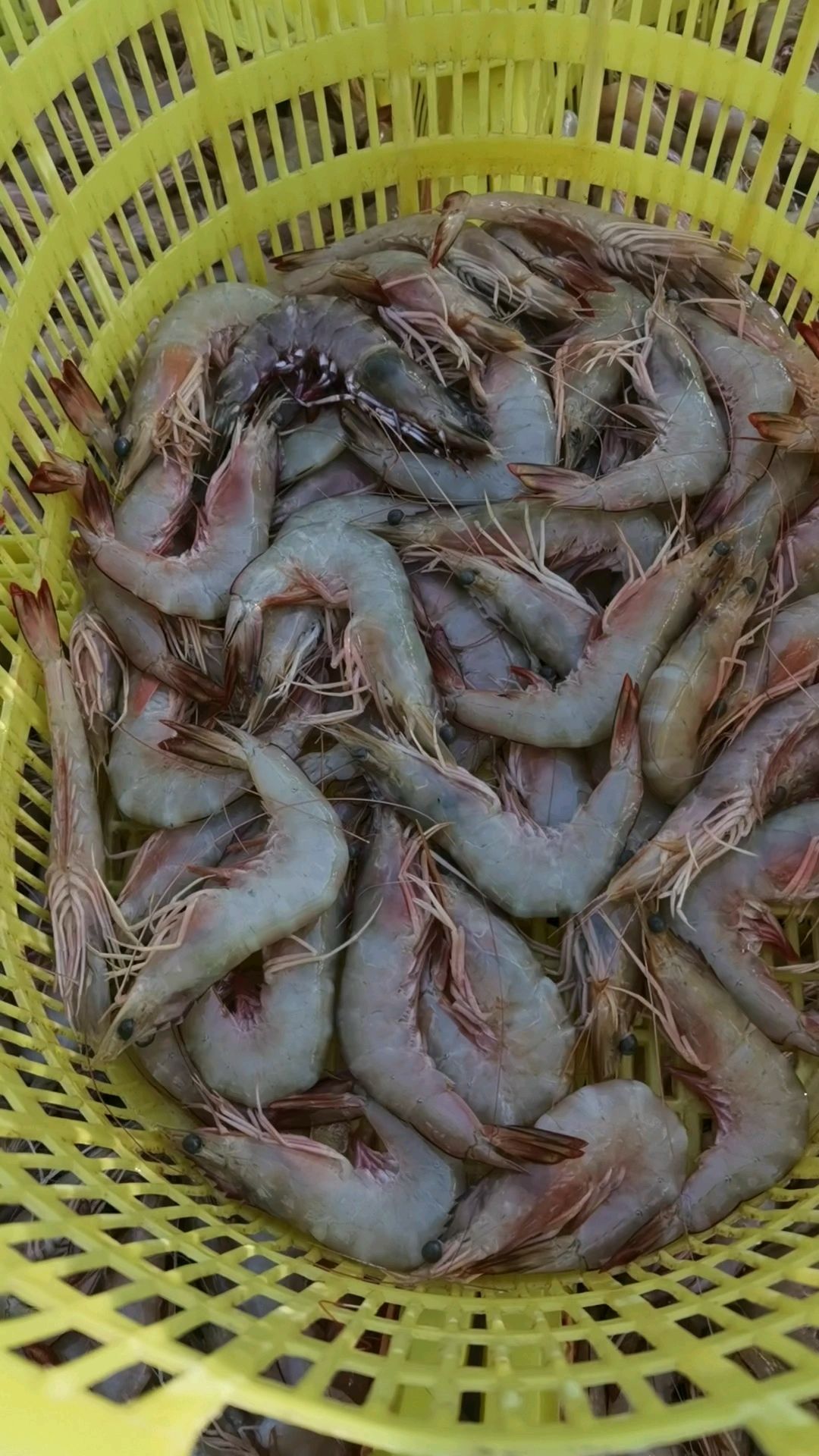 天然海鲜海虾(明虾)青背虾-度小视