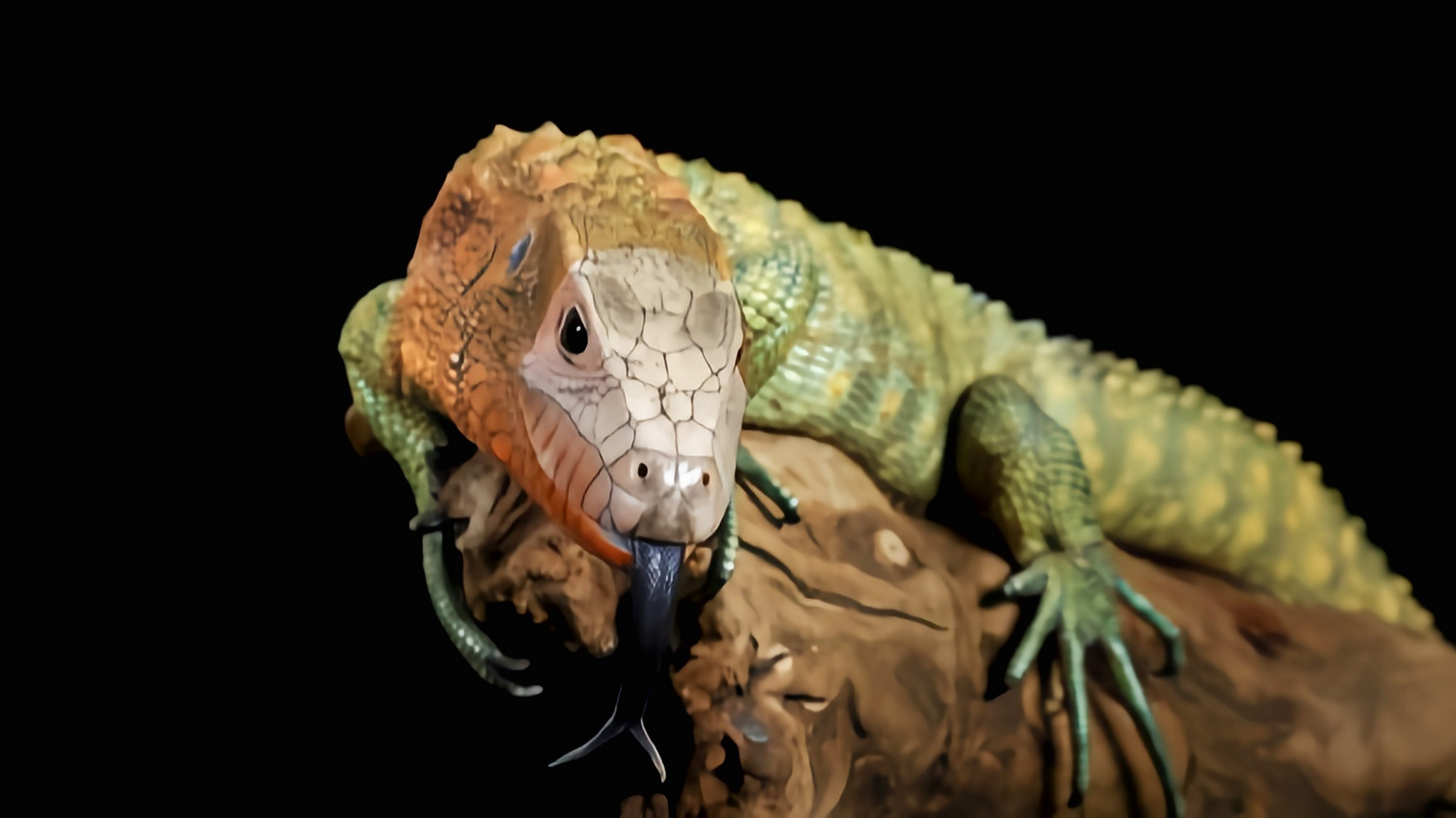 每天认识一种动物——闪光蜥 闪光虫蜥别名凯门蜥,圭亚那闪光蜥,原产