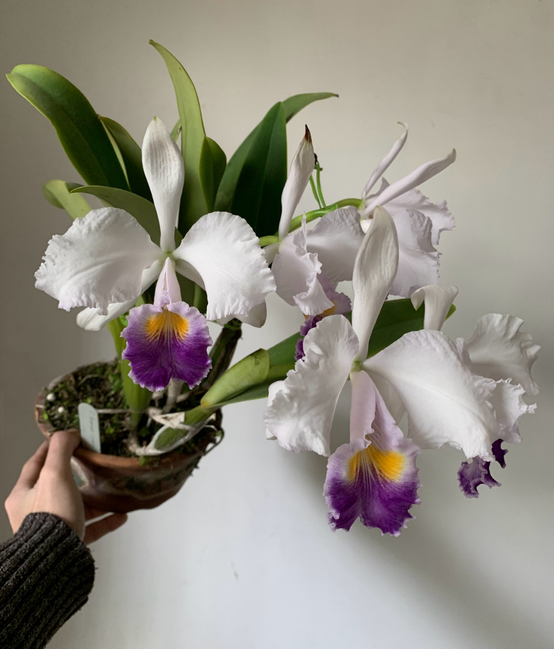 原种卡特兰蓝色特里安娜:c. trianae fma.