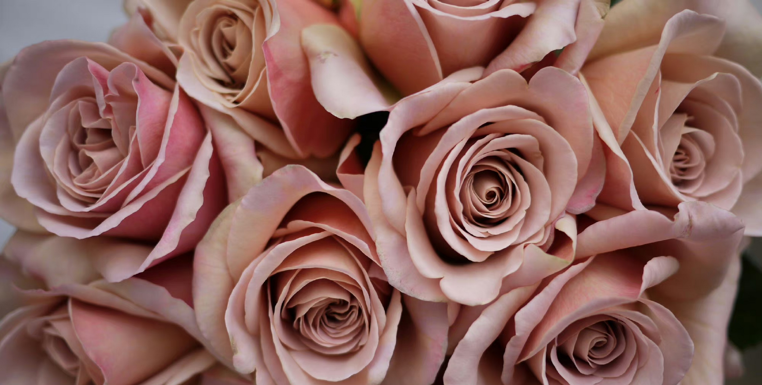 8款复古色月季,你有养过吗? 图1.卡布奇诺 图2.失忆 图3.松之梦 图4.