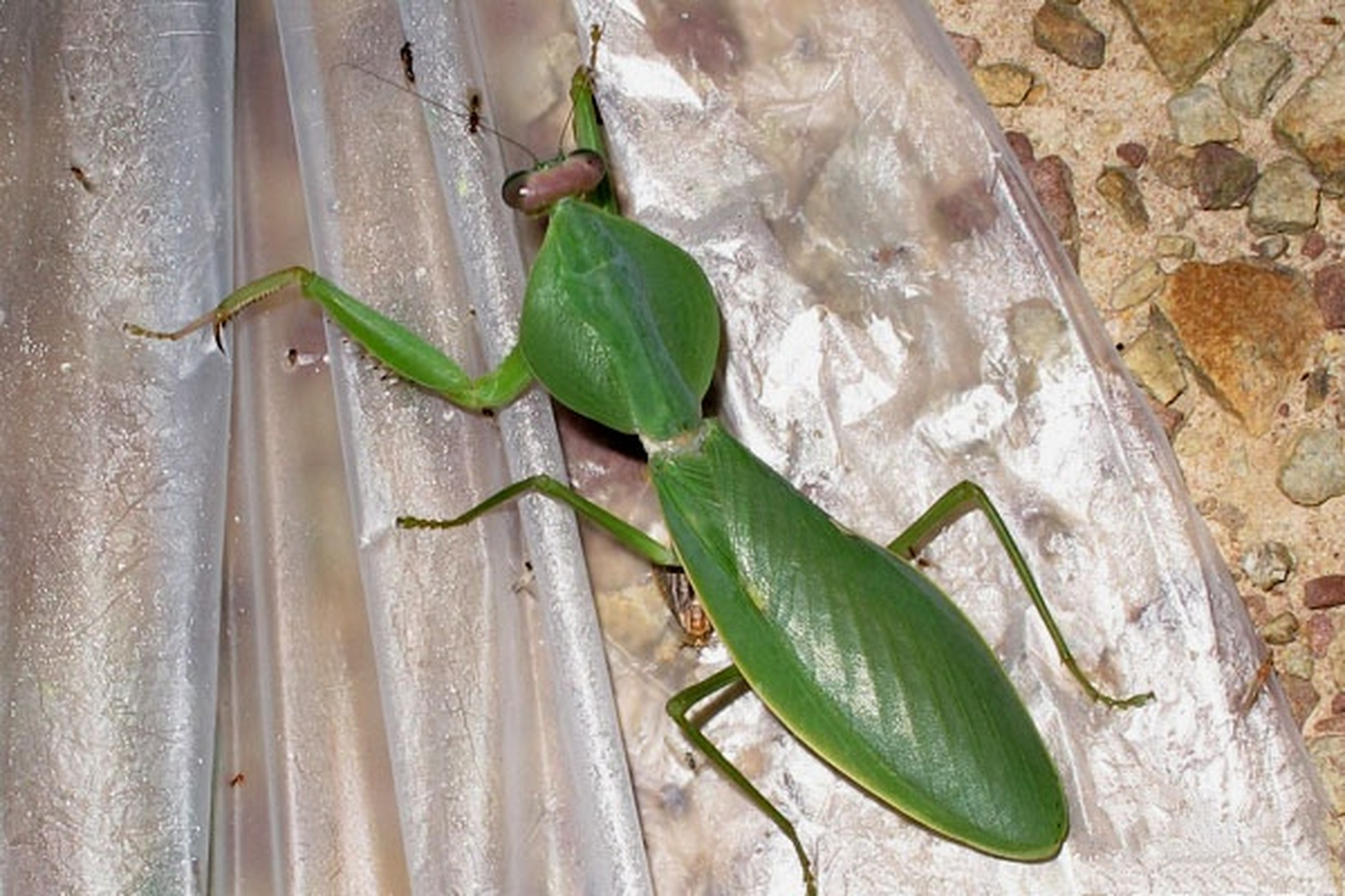 动态创作月泛知识# 那些长相逆天的动物-斯氏圆胸螳 斯氏圆胸螳是一