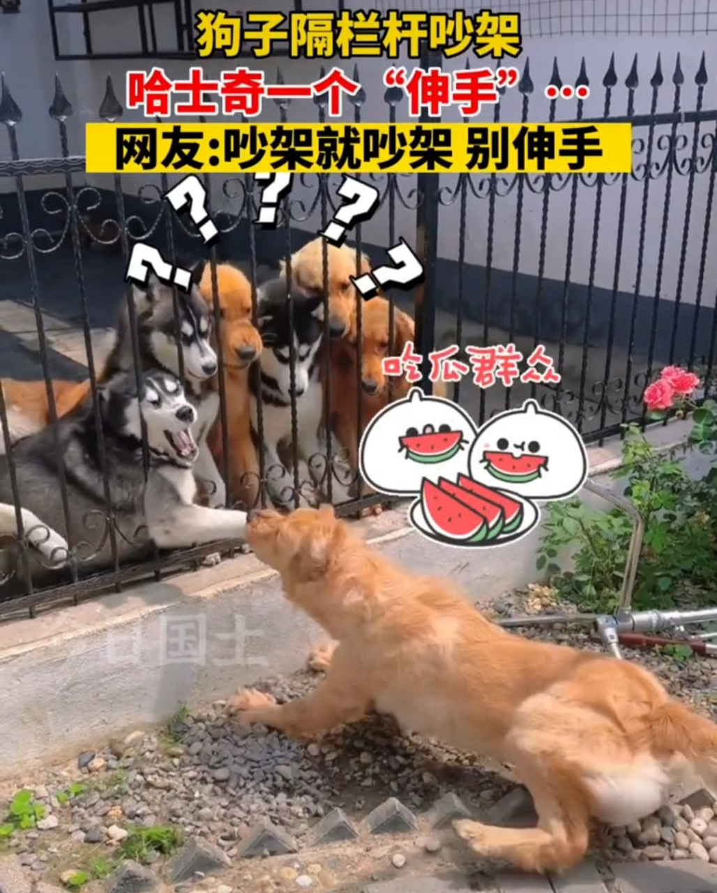 大家都在汪汪叫,只有一只在惨叫[捂脸]