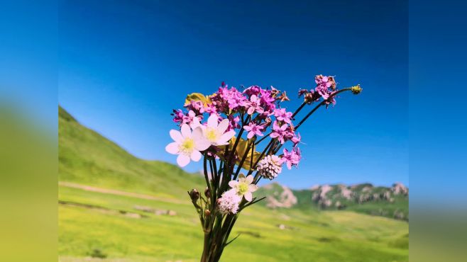 [图]青青草原，繁花尽放，美丽草原我的家！