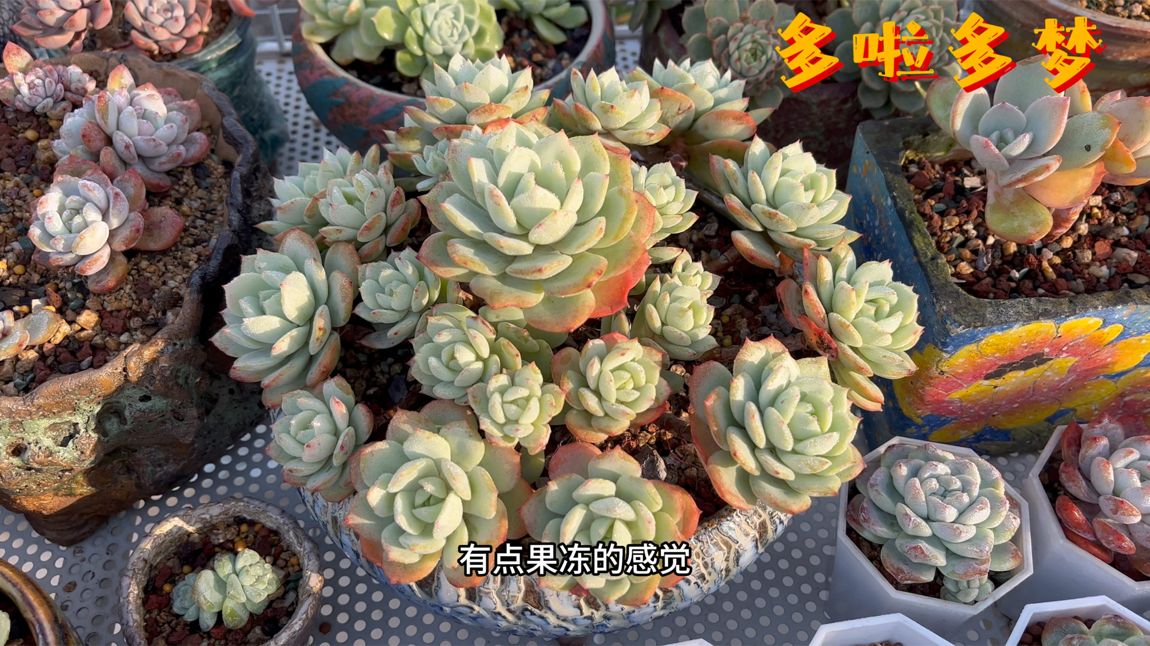 多肉开挂的时间来了,韩国恋曲开始出状态啦!