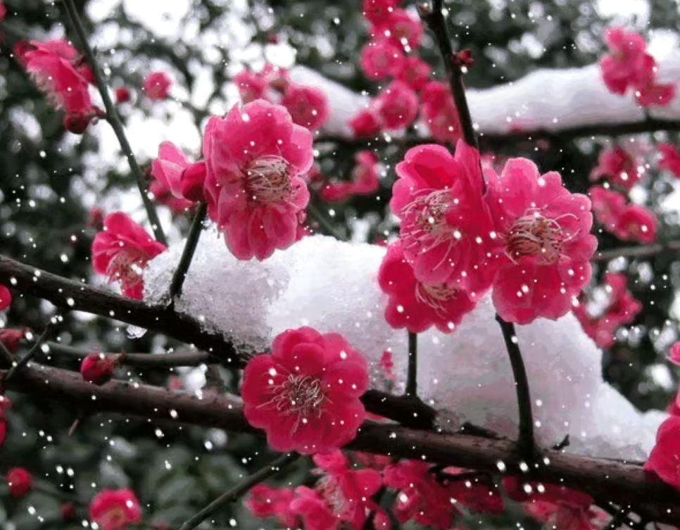 傲雪梅花图片微信图片