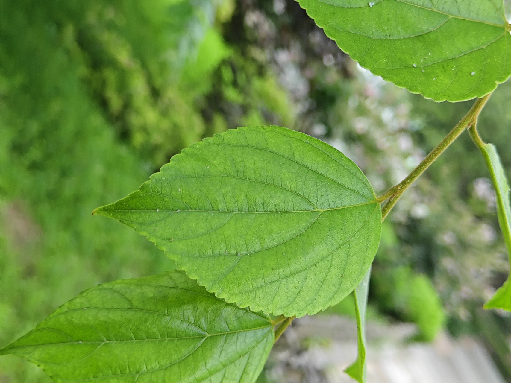 朴树植物长什么样图片