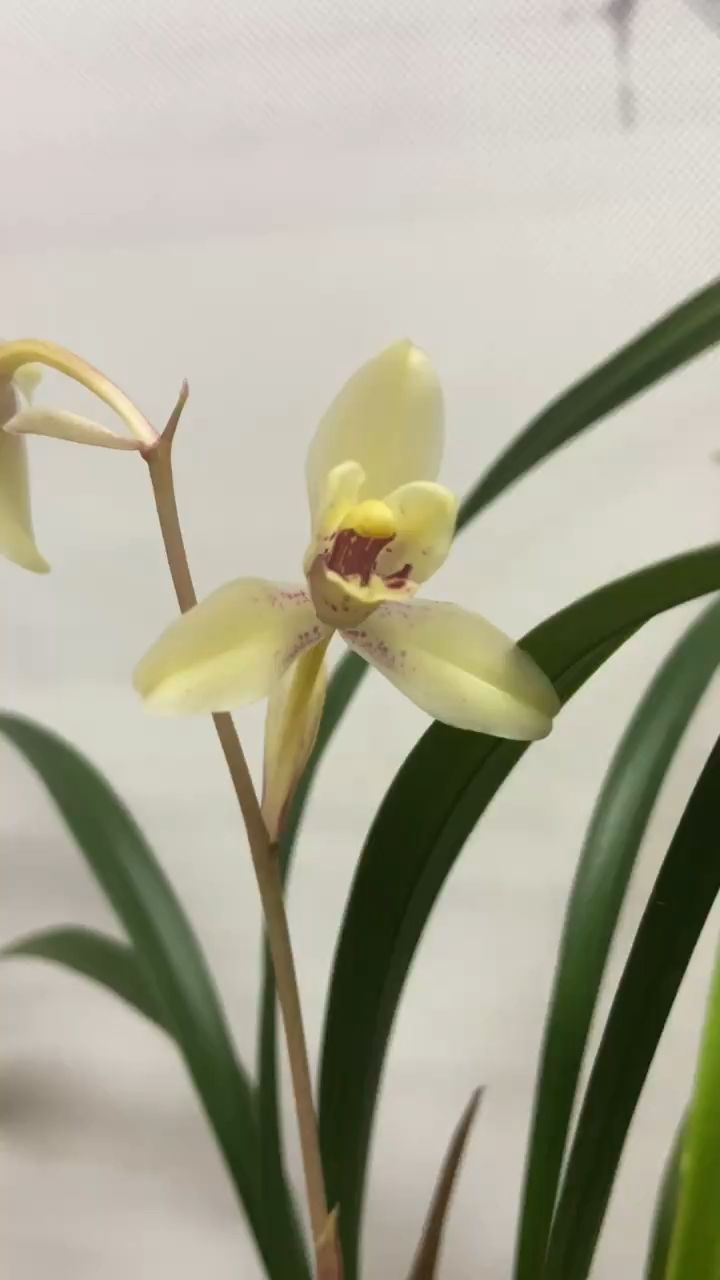 建兰玉芙蓉芽先明白芽.花色乳白粉.勤花