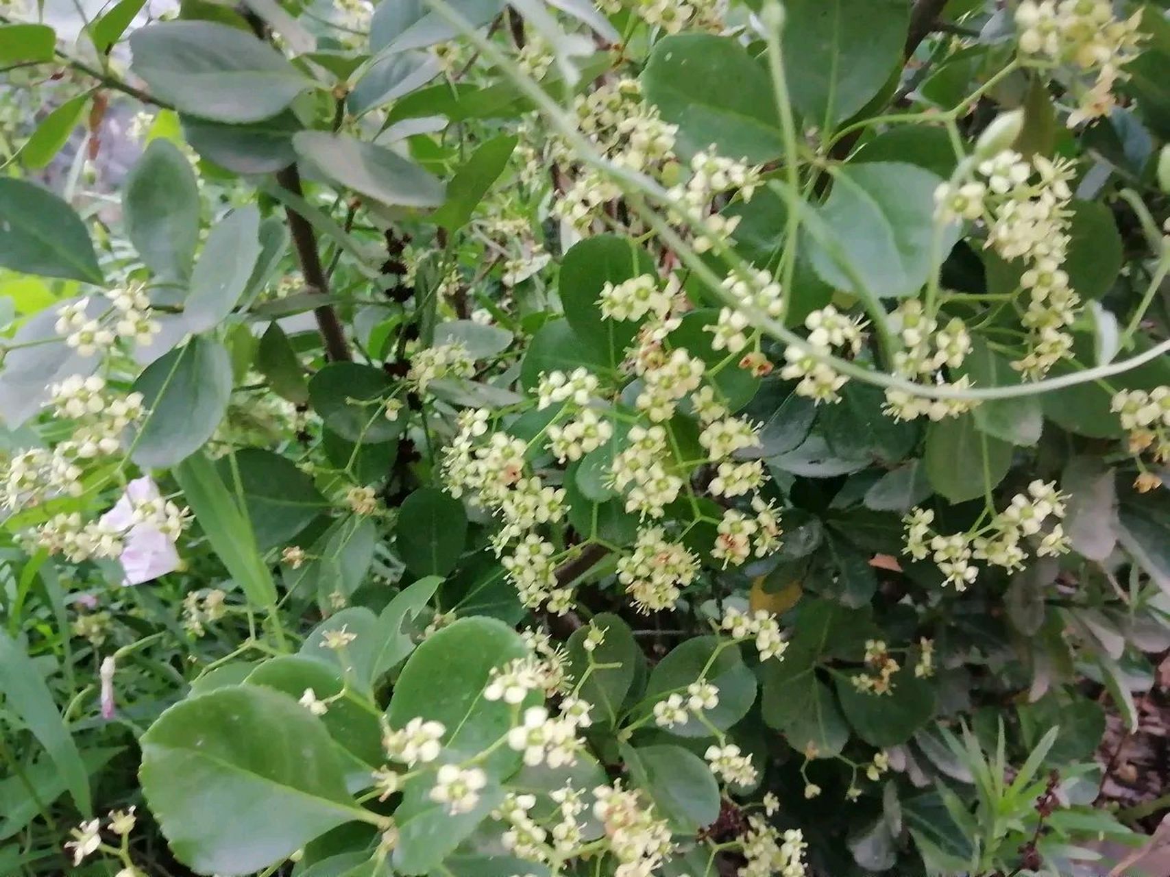 以前没见过冬青开花,今年见到了冬青花开满树的盛况