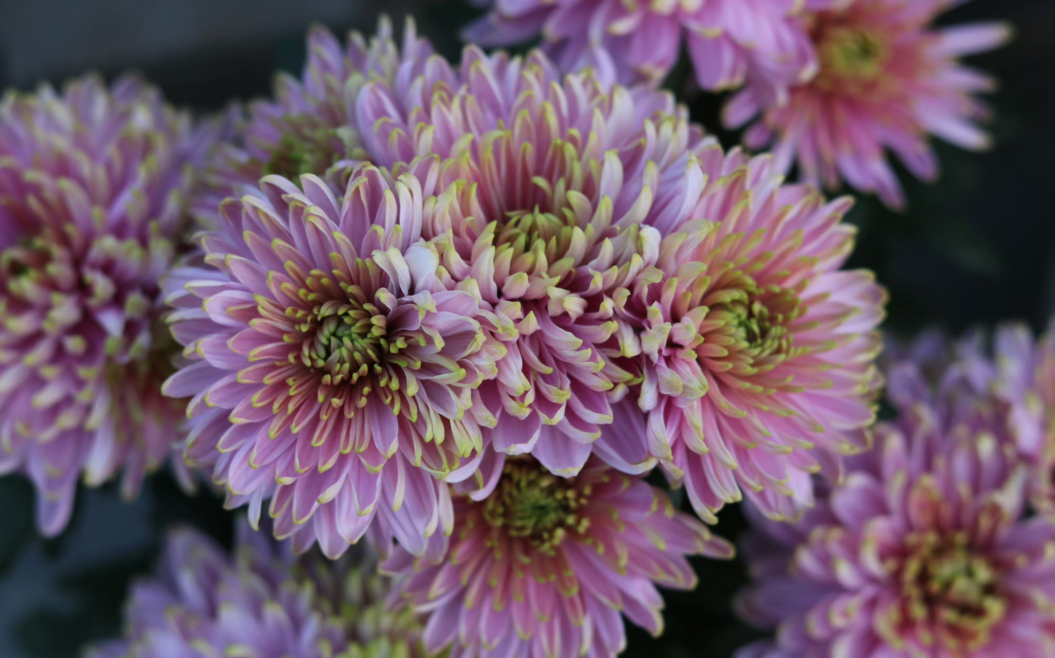 菊花种类繁多,今天给花友们带来清新淡雅的天赞菊~它是菊花里的一个新