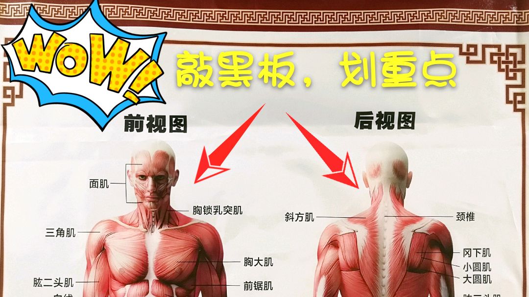 敲黑板划重点,健身达人带你了解人体肌肉名称,减肥增肌的你快来