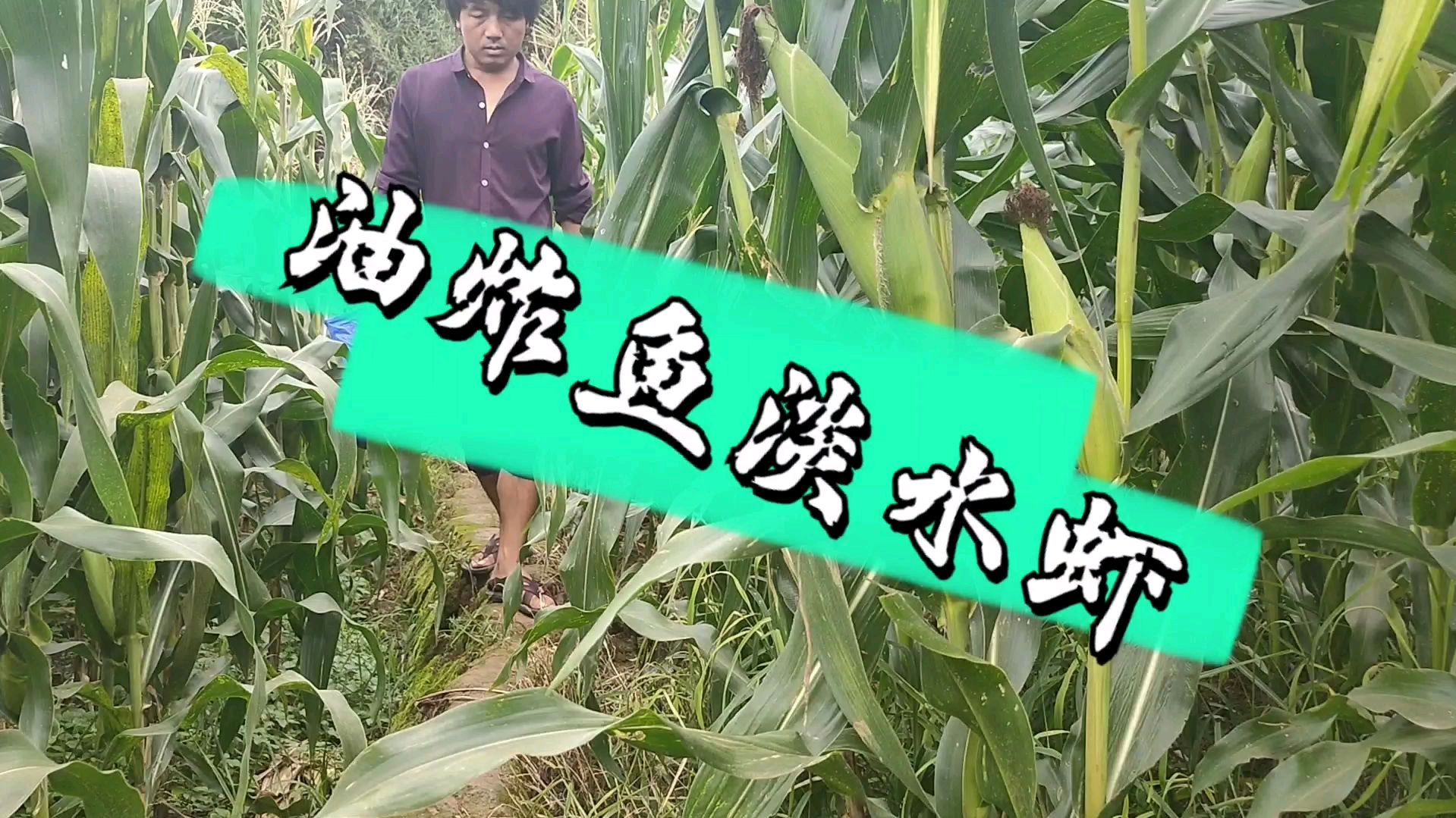 青山绿水相比邻,我在水中摸鱼虾,浓浓的乡村生活味