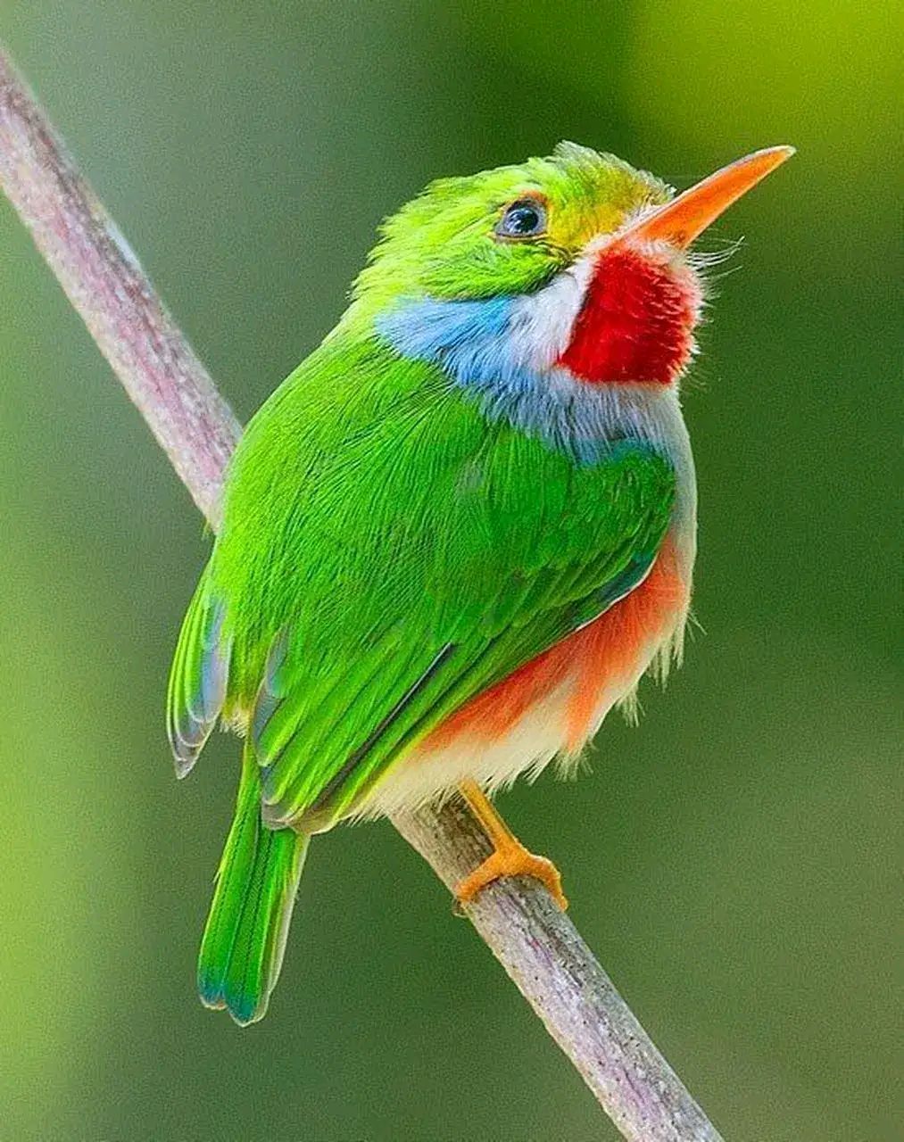 绿色好看的小鸟#摄影# #中国美景大赏