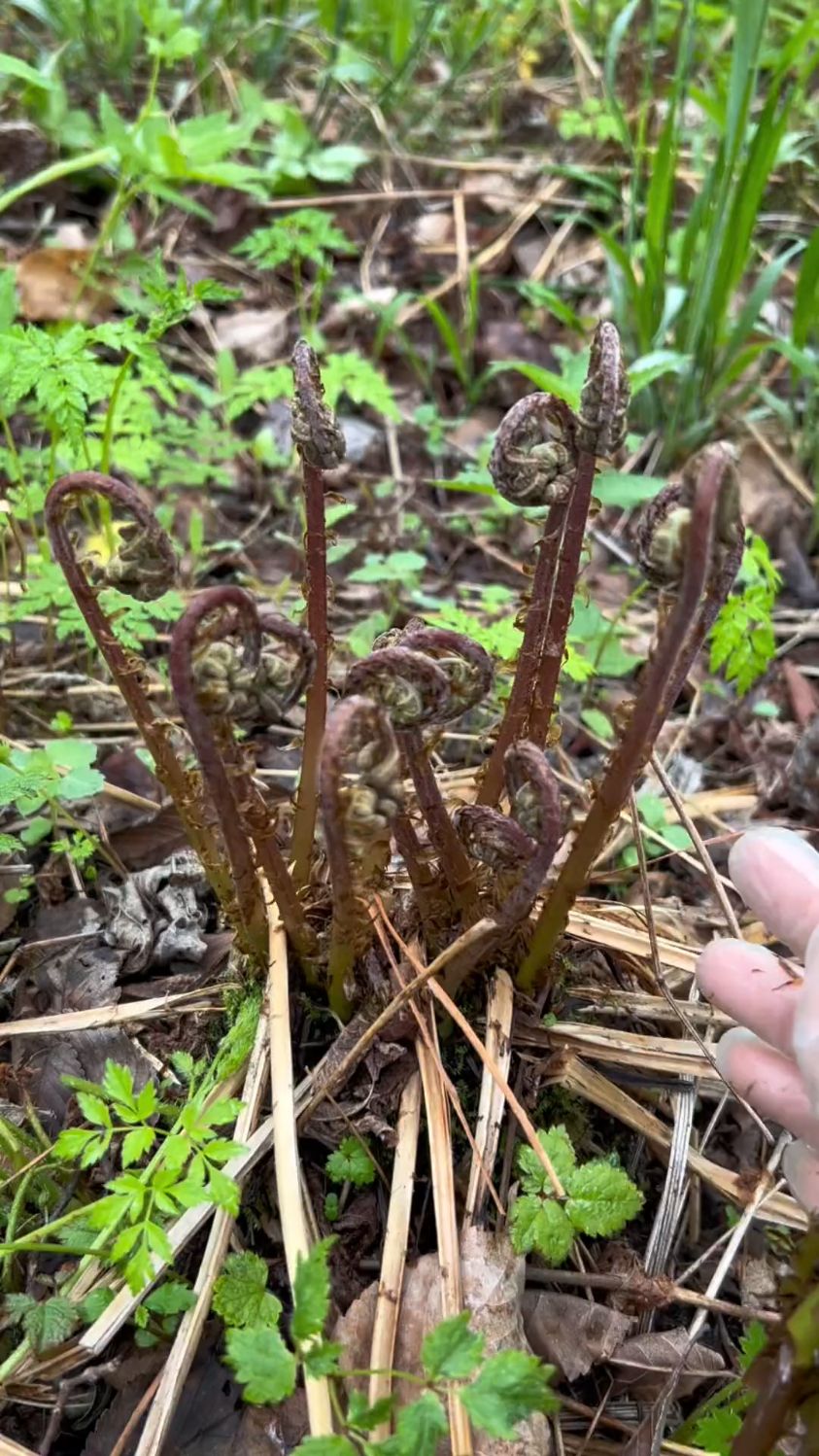 东北山野菜猴子腿有谁吃过东北美食纯天然纯绿色