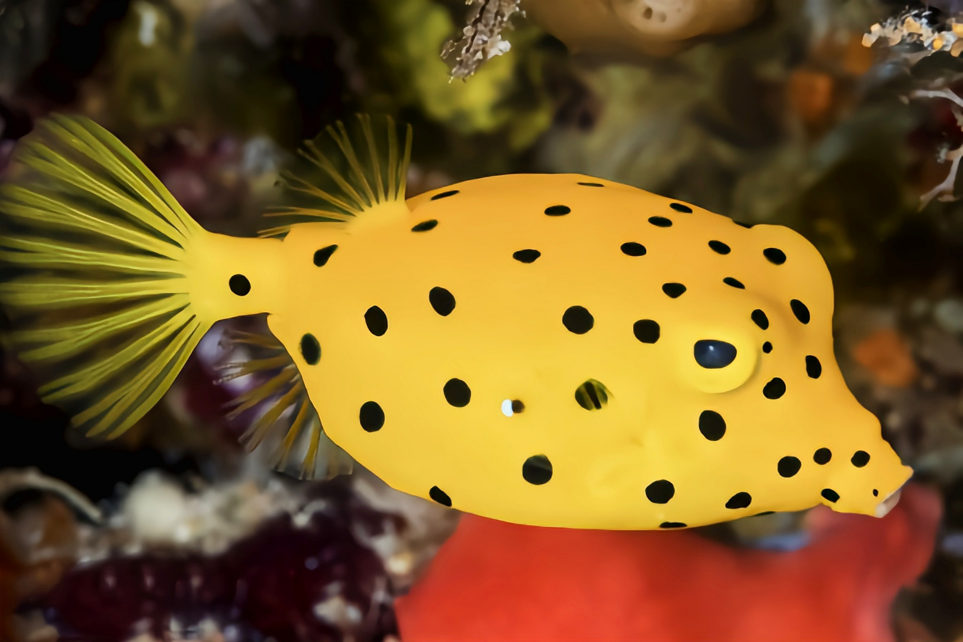 每天认识一种动物——金木瓜箱鲀 金木瓜箱鲀别名圆点鲀,立方箱鲀,粒