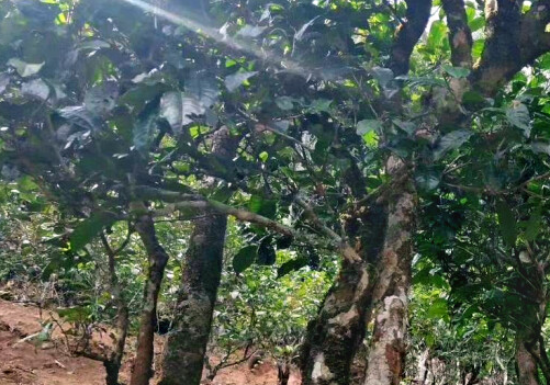 南本老寨古樹茶特點