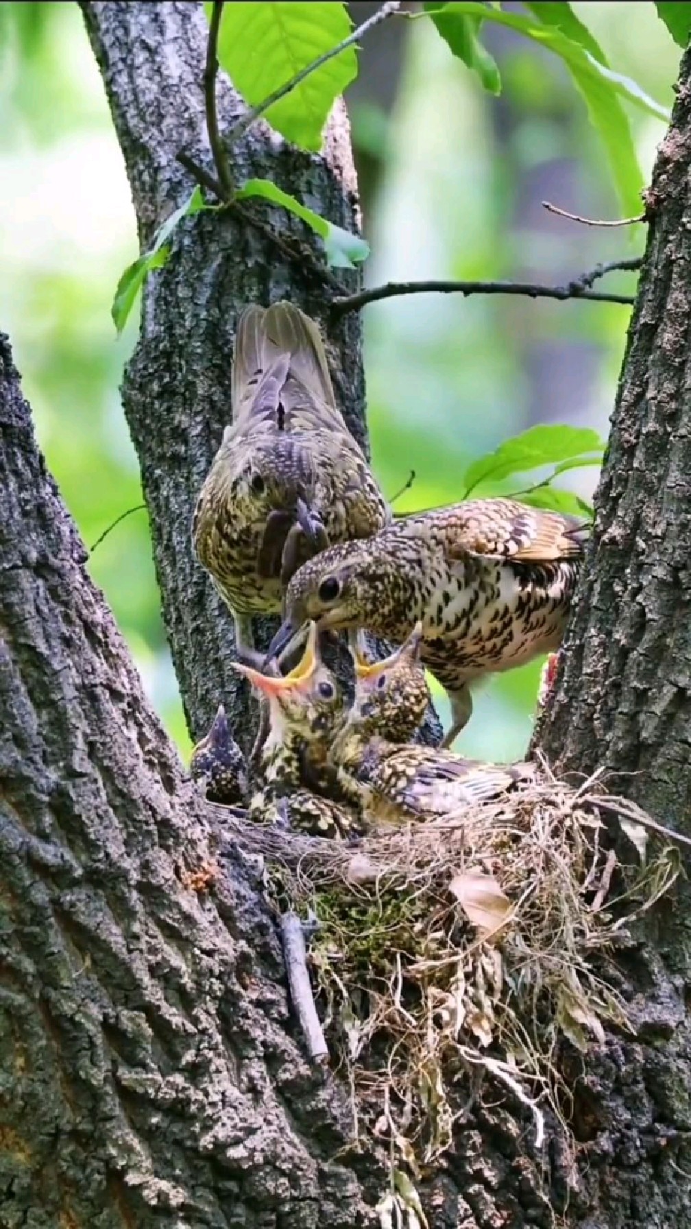 温馨有爱的小鸟一家,为人父母没有容易二字