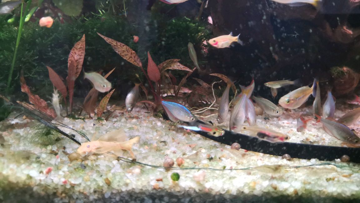 电光美人养殖与繁殖经验分享
