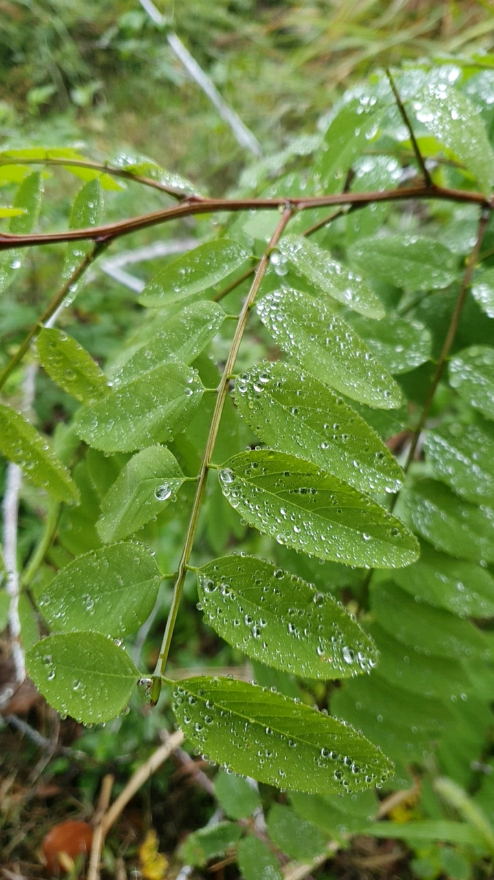 雨后的树叶图片